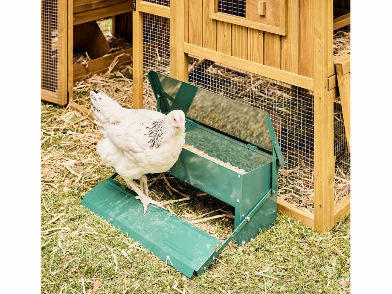Comedero automático para gallinas 5kg < Sweeek Clearance