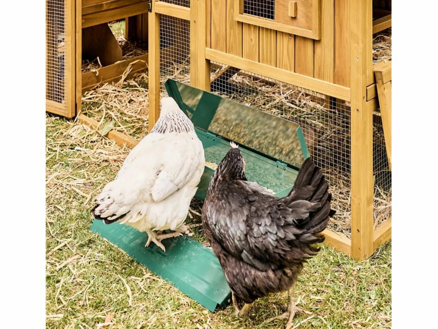 Comedero automático para gallinas 5kg < Sweeek Clearance